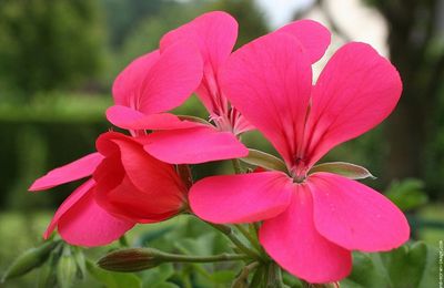 Ventes de fleurs de printemps