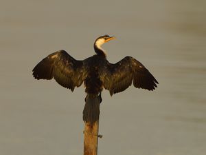 Respectivement des Cormorant pie, oedicnème des récifs, Gravelot à collier interrompu, Courlis courlieu, Engoulvent baffin, Hirondelle de Tahiti  et des aigrettes en grand nombre.