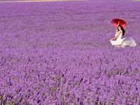 Un décors naturel qui adoucit cette douce note de musique qu'est la Femme...faite pour la beauté et l'esthétique, les femmes sont tout simplement adoubées par la Lavande, ou peut être l'inverse.....allez savoir.....il suffit de tourner autour de soi pour apercevoir de jeunes demoiselles en symbiose totale avec cet environnement délicieux....une union photogénique pleine de romantisme...un hymne à la beauté.....sans oublier le ballet des abeilles, toutes concentrées sur leur objectif de pollinisation, des milliers à tournoyer autour de vous en feignant de ne pas vous voir, et qui ajoutent à la féérie de l'endroit.... 