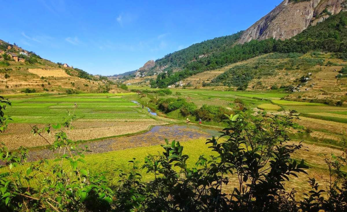 Rizières sur les hauts plateaux de Madagascar