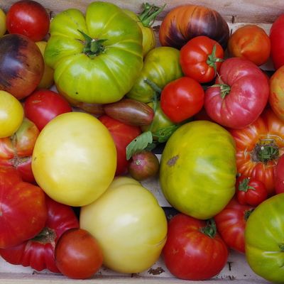 567 - Des tomates étonnantes épisode 2