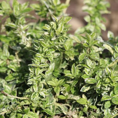 Euonymus fortunei ‘Harlequin’