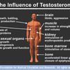 La testostérone est-elle responsable de la crise ?