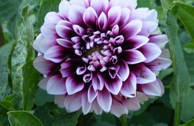 Superbe les Dahlias