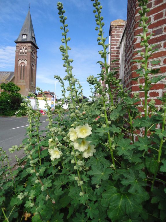 Le Hamel, sa flore, ses groseilles...