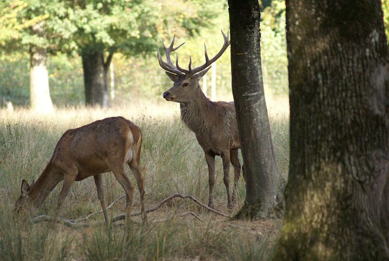 diaporama d'images d'animaux réalisées dans la nature ou en parcs animaliers