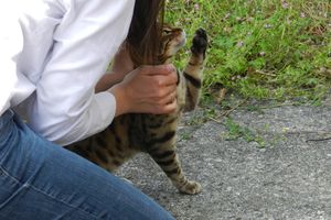 Apprivoiser un chat sauvage : apprenez-lui à avoir confiance