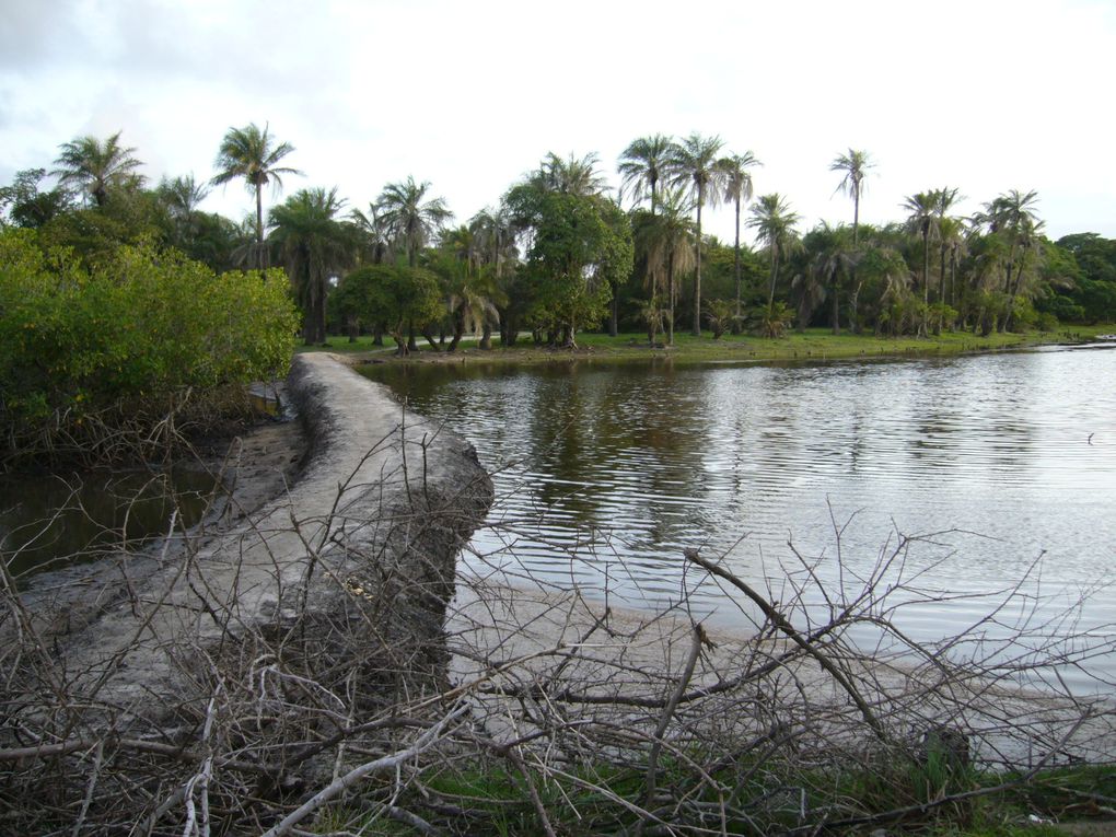 Quelques photos (200 sur les 500 que j´ai fait!)de mon séjour au Sénégal en août 2007. Sud du Sénégal :pays Bassari et Casamance. 