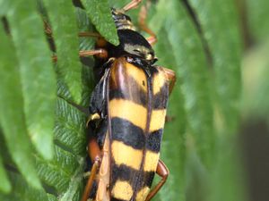 Leptura aurulenta