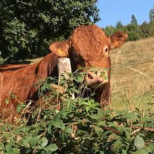 Retour de la Limousine