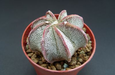 Astrophytum capricorne var. niveum (Ex Astrophytum niveum)