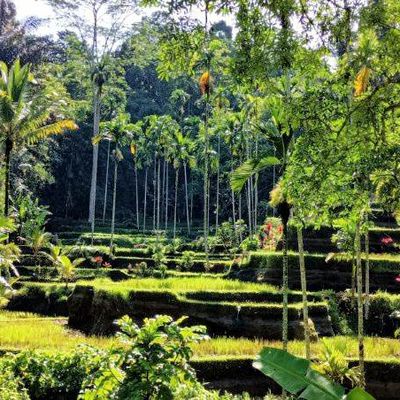 Bali  "Les plus belles rizières"