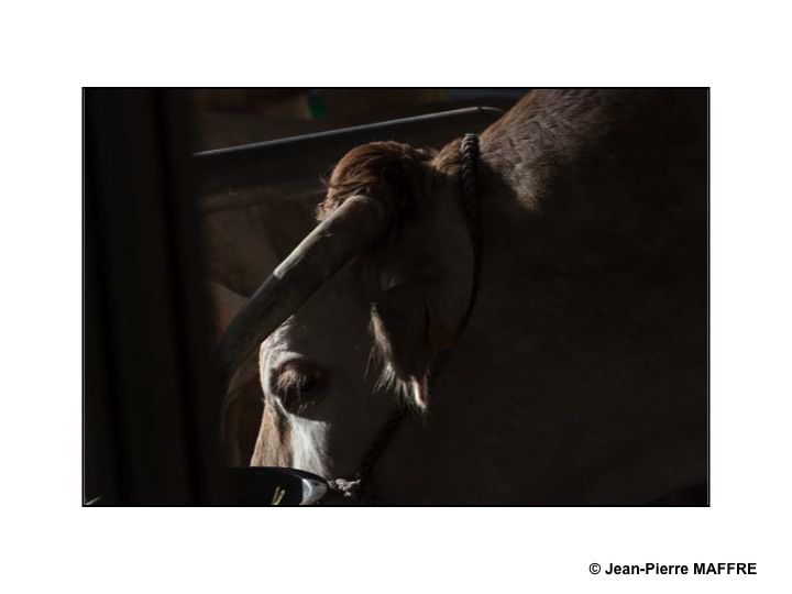 Sous le soleil de Paris, les taureaux du Salon de l'agriculture mettent-ils les vaches en émoi ?