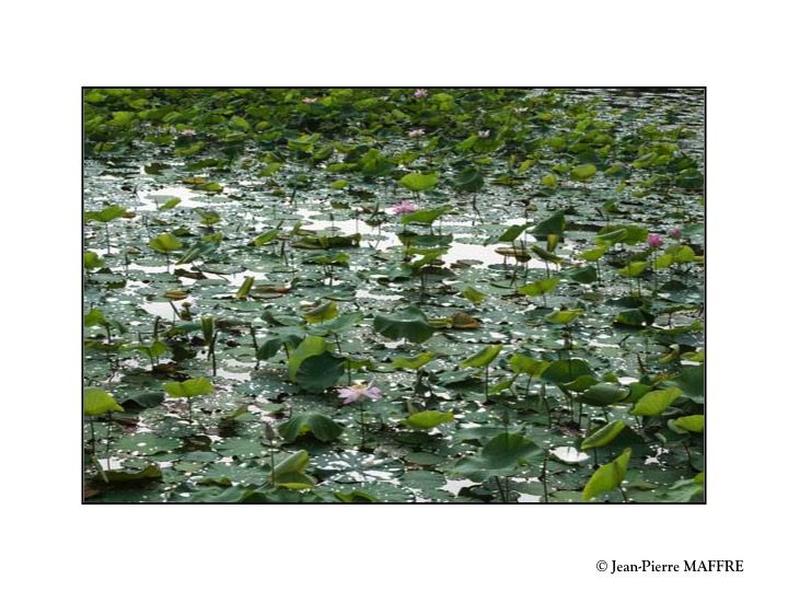 La fleur de lotus, connue pour sa beauté délicate et sa pureté, porte une signification profonde et un symbolisme puissant dans de nombreuses cultures.