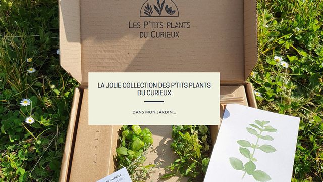 La jolie collection des P'tits Plants du curieux