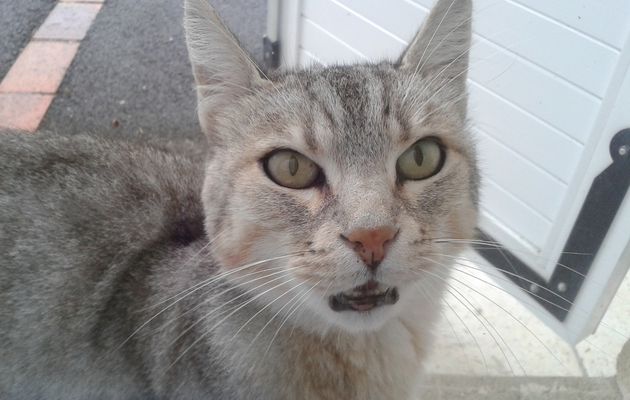 Chat errant à Bourgbarré