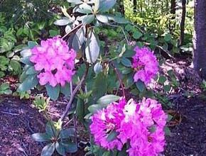 Le Rhododendron