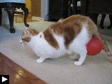 3 Videos: le chat plein d'élécticité statique et le ballon + Le chien hérisson + L'ascenseur pour chat