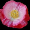 Coquelicot rose