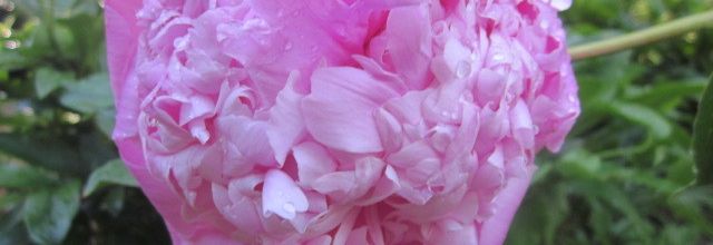 Belles pivoines