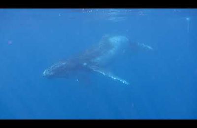 Mise à l'eau avec les baleines avec DUOCEAN