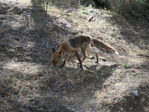 Départ de la randonnée vers l'entrée d'El Caminato et au passage un renard affamé.