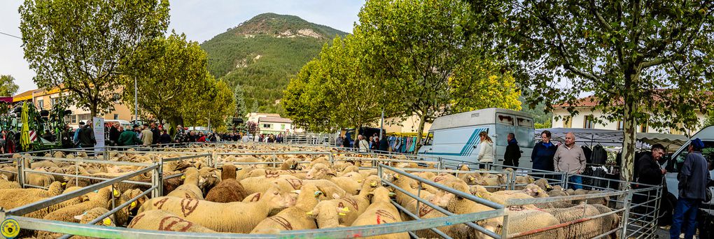 Saint André les Alpes : Enorme réussite pour la 34ème foire agricole 