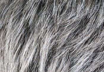 Oui, le stress favorise l’apparition des cheveux gris