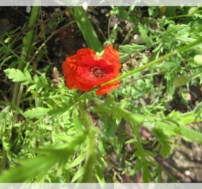 mis en page de l'article 