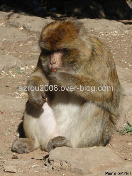 macaques de Barbarie (Macaca sylvanus) ou singe magot, dans une forêt de cèdres du moyen-Atlas marocain