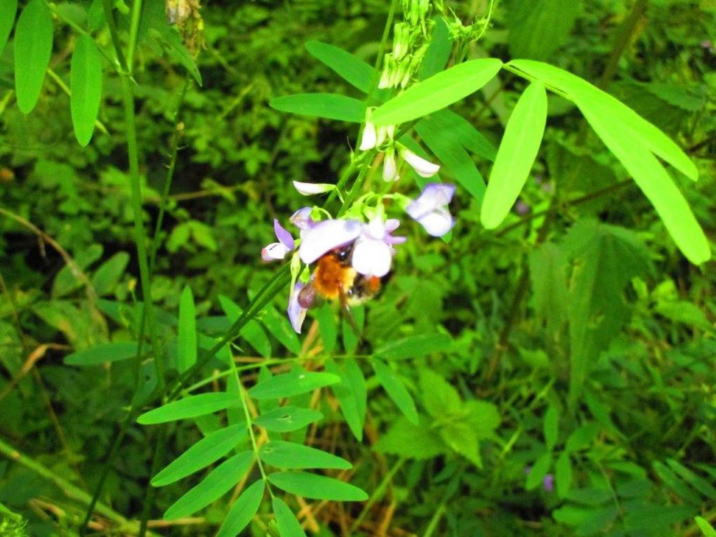 Faune et flore en chemin