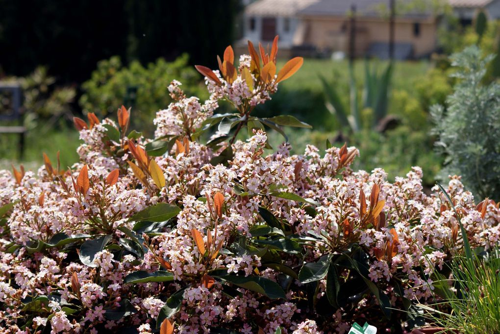 Les plantes et fleurs de mon jardin