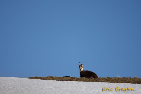 Album - chamois-de-printemps