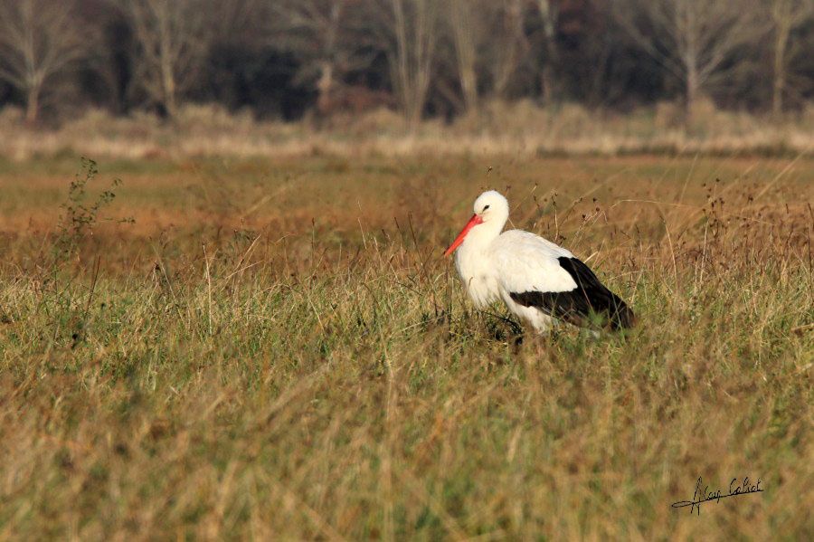 Cigogne