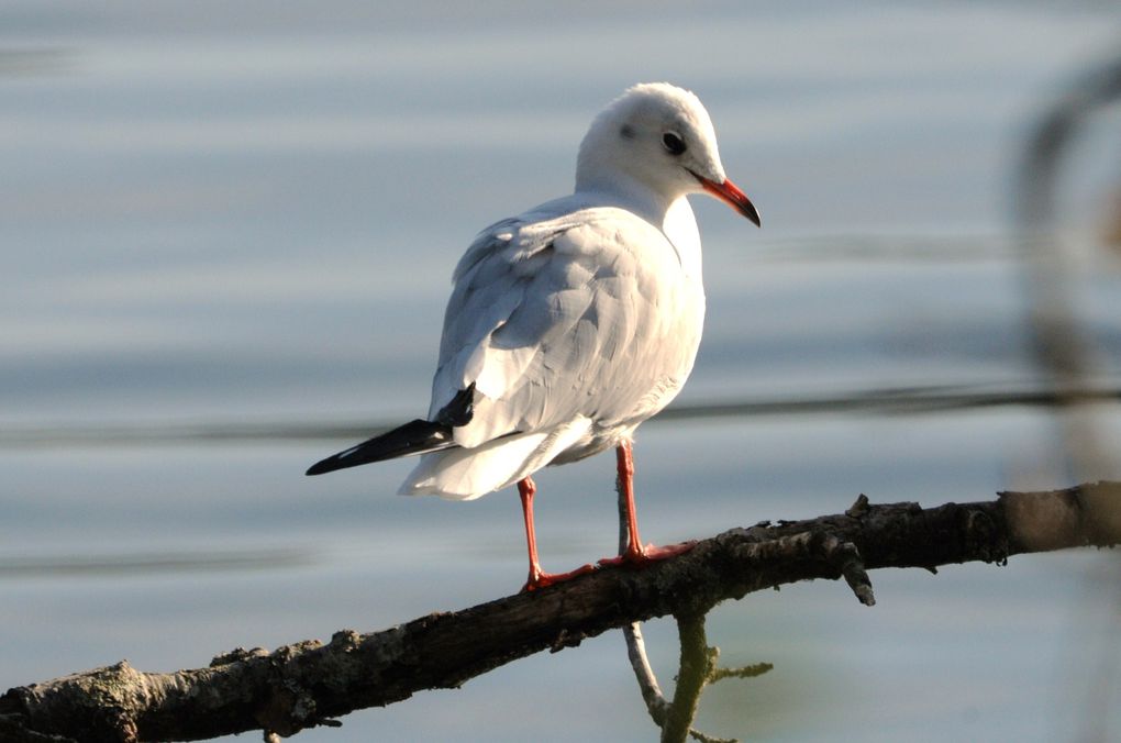 Album - Oiseaux-marins