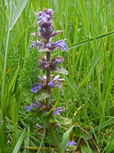 8 juin 2014 : Mon bonheur est dans mon pré