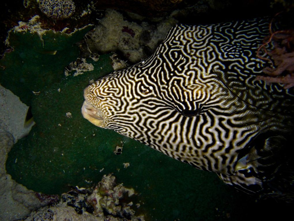 Les tétrodons sont également appelés poissons-globes, poissons-ballons  ou tétraodons