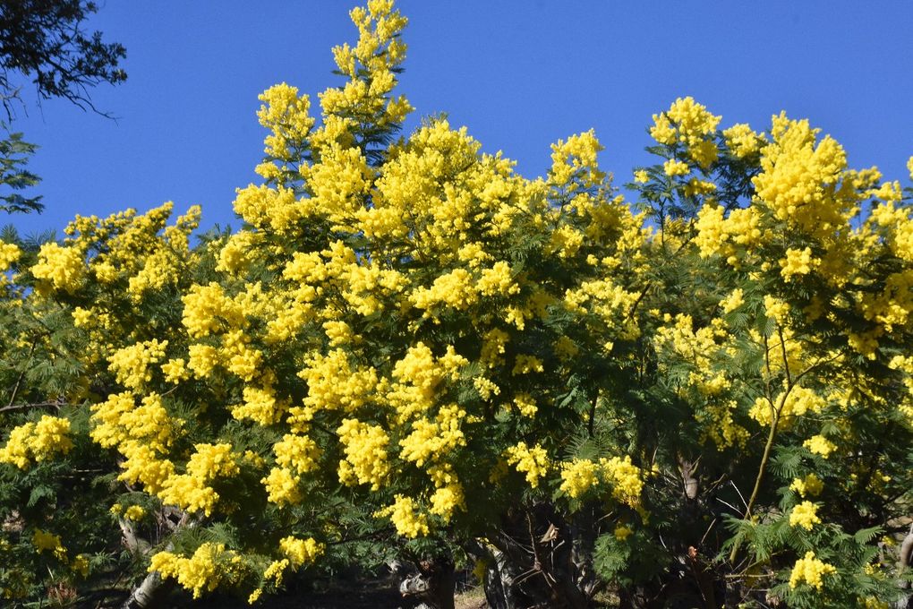 LE MIMOSA LA PASSION DU DUC DE VALLOMBROSA