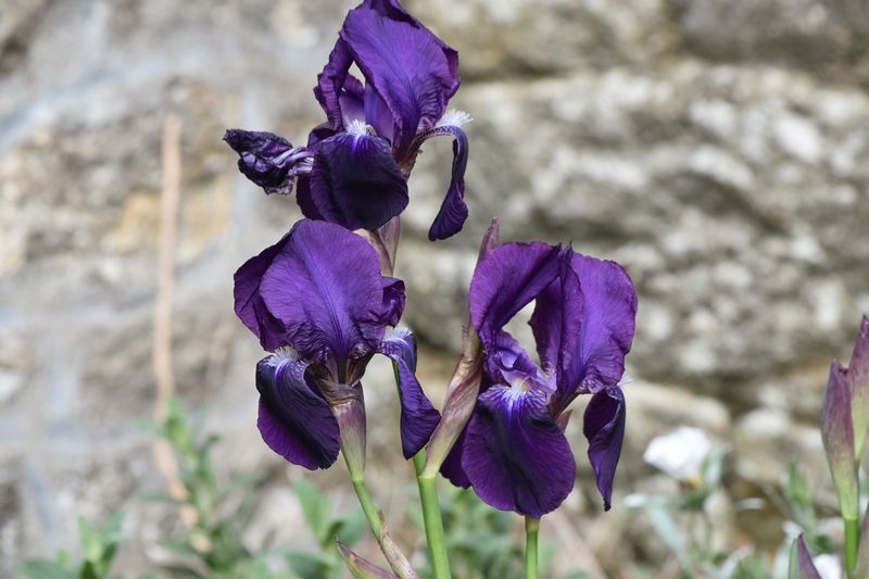 Après les caches, le jardin