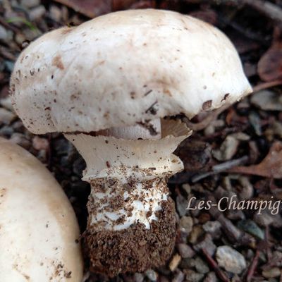 Agaricus bitorquis, Agaric à deux anneaux, un champignon des trottoirs.