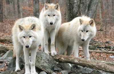 Signore facci liberi Signore, che fra gli uomini drizzasti la Tua Croce segno di