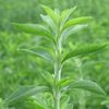 Una nueva opción endulzante: Stevia