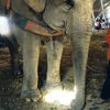 STOP à l'utilisation de TOUS les animaux dans les cirques ! (PETA)