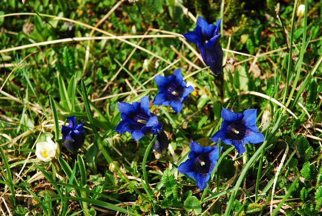 Album - Passeur-de-nature