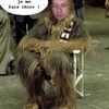 Chewbacca au Chômage