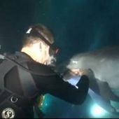 Insolite. Les surprenantes images d'un dauphin sollicitant l'aide d'un plongeur