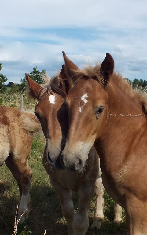 Album - Photos-anes--chevaux-