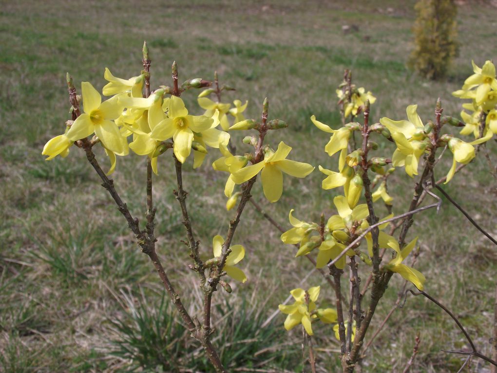 Album - Fleurs-de-mars2013