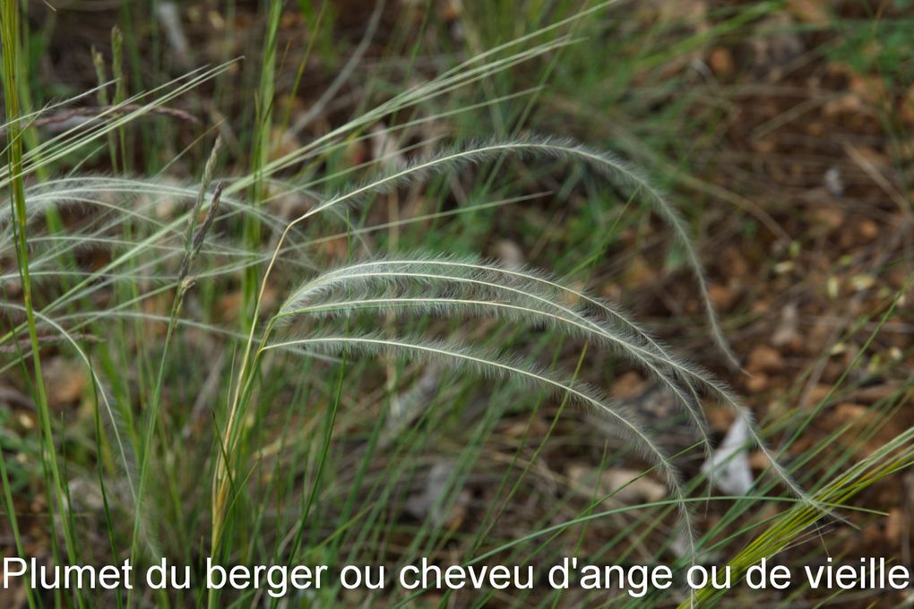 LES FLEURS DU TARN