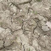Climat : "60% de la zone de production de semences en France soumise à un risque fort ou extrême d'ici 2050", selon une étude